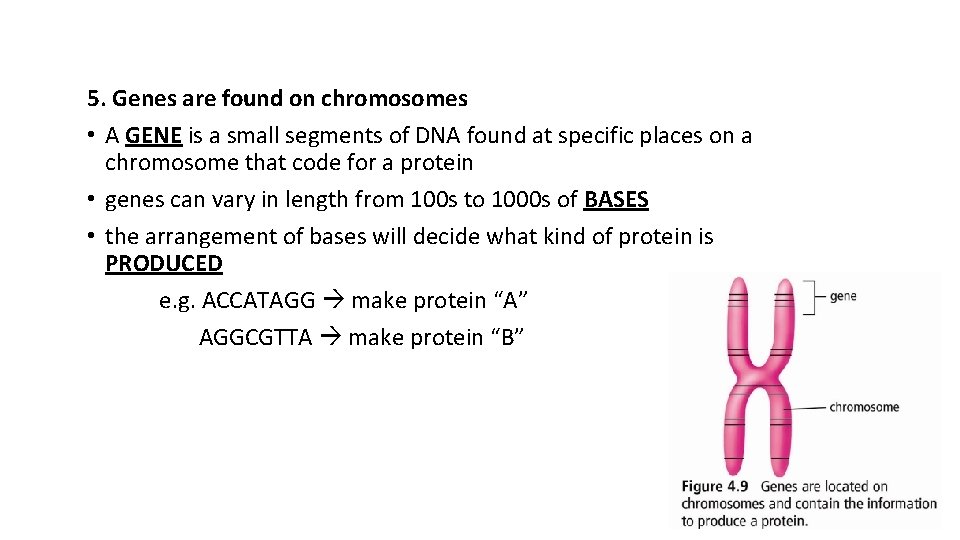 5. Genes are found on chromosomes • A GENE is a small segments of