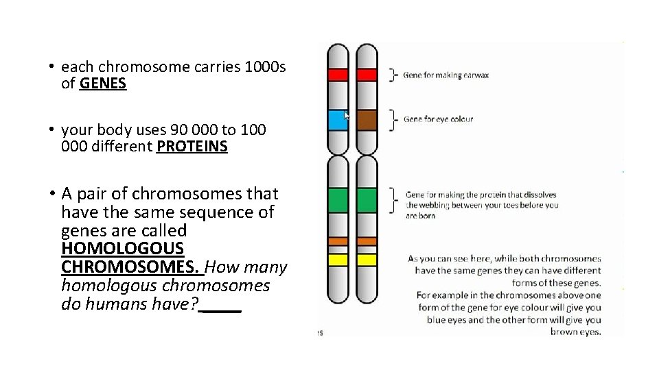  • each chromosome carries 1000 s of GENES • your body uses 90