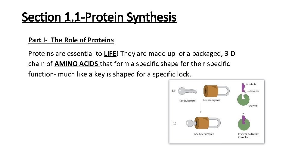 Section 1. 1 -Protein Synthesis Part I- The Role of Proteins are essential to