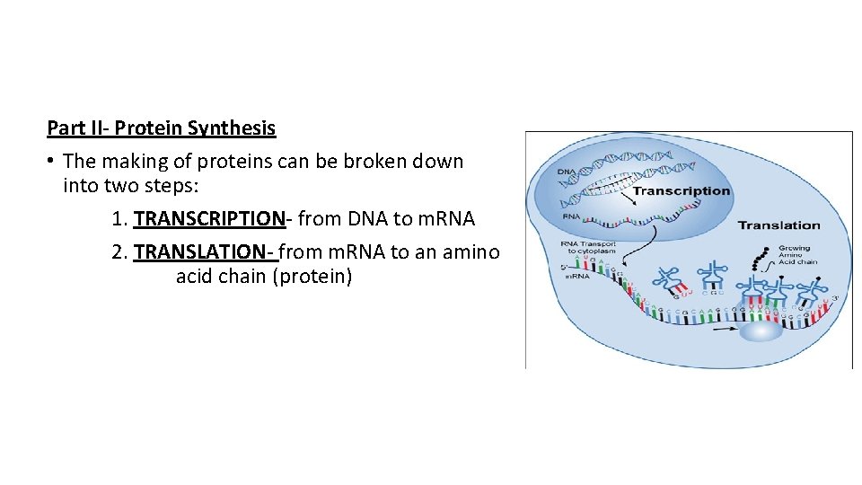 Part II- Protein Synthesis • The making of proteins can be broken down into