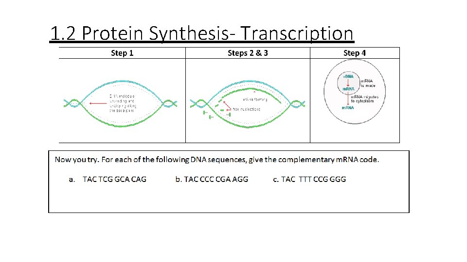 1. 2 Protein Synthesis- Transcription 