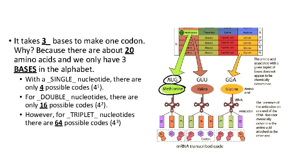  • It takes 3_ bases to make one codon. Why? Because there about
