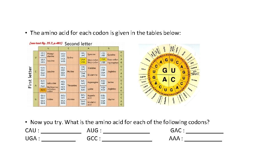  • The amino acid for each codon is given in the tables below: