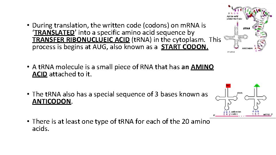  • During translation, the written code (codons) on m. RNA is ‘TRANSLATED’ into