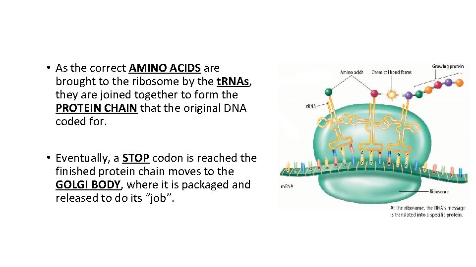  • As the correct AMINO ACIDS are brought to the ribosome by the