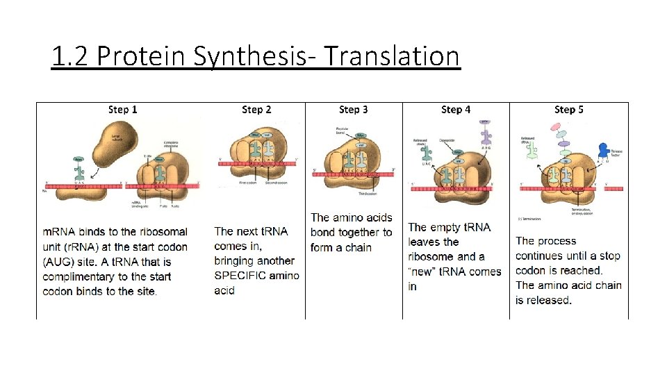 1. 2 Protein Synthesis- Translation 