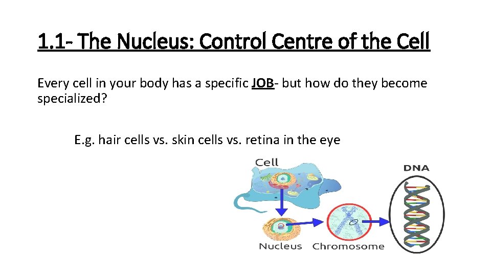 1. 1 - The Nucleus: Control Centre of the Cell Every cell in your