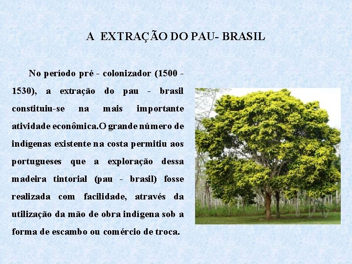A EXTRAÇÃO DO PAU- BRASIL No período pré - colonizador (1500 - 1530), a