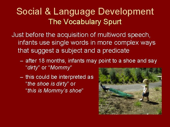 Social & Language Development The Vocabulary Spurt Just before the acquisition of multiword speech,