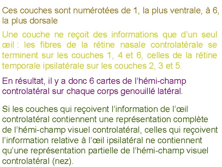 Ces couches sont numérotées de 1, la plus ventrale, à 6, la plus dorsale
