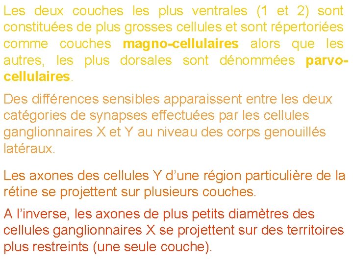 Les deux couches les plus ventrales (1 et 2) sont constituées de plus grosses