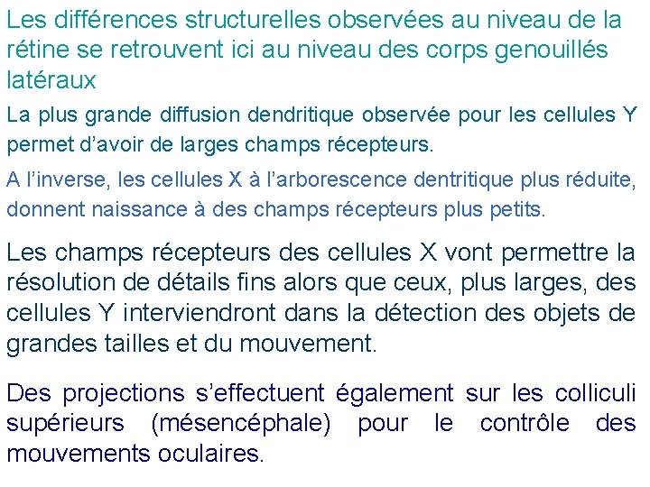 Les différences structurelles observées au niveau de la rétine se retrouvent ici au niveau