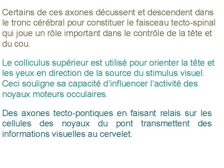 Certains de ces axones décussent et descendent dans le tronc cérébral pour constituer le
