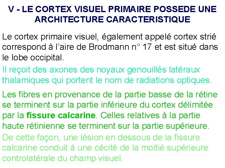V - LE CORTEX VISUEL PRIMAIRE POSSEDE UNE ARCHITECTURE CARACTERISTIQUE Le cortex primaire visuel,