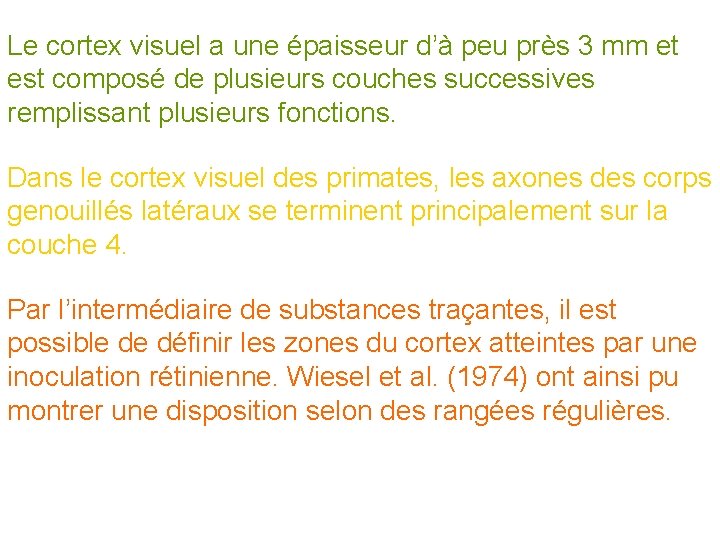 Le cortex visuel a une épaisseur d’à peu près 3 mm et est composé