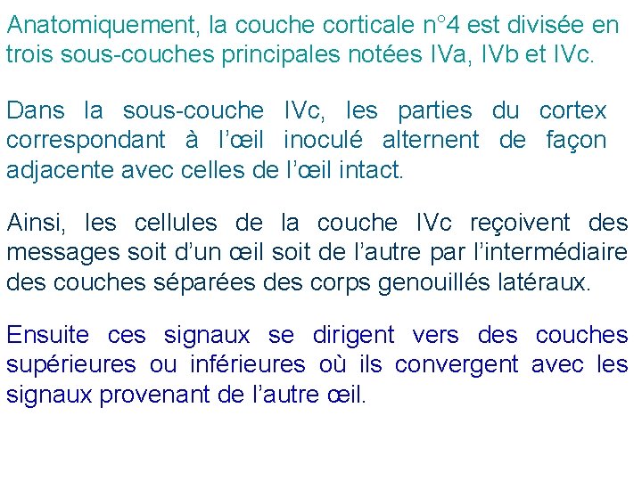 Anatomiquement, la couche corticale n° 4 est divisée en trois sous-couches principales notées IVa,