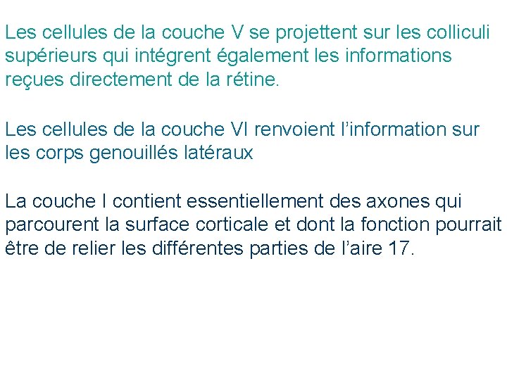 Les cellules de la couche V se projettent sur les colliculi supérieurs qui intégrent