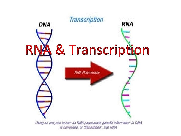 RNA & Transcription 