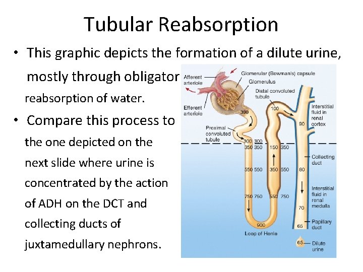 Tubular Reabsorption • This graphic depicts the formation of a dilute urine, mostly through