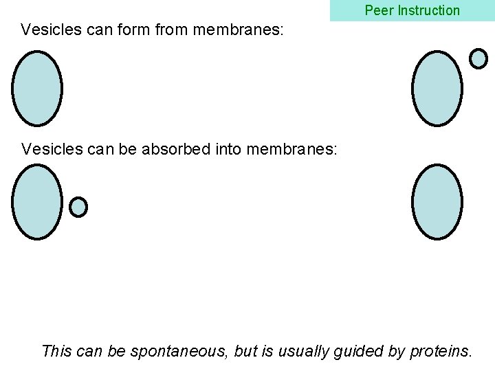 Peer Instruction Vesicles can form from membranes: Vesicles can be absorbed into membranes: This