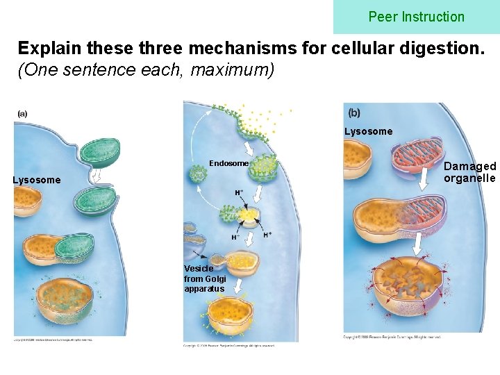 Peer Instruction Explain these three mechanisms for cellular digestion. (One sentence each, maximum) Lysosome
