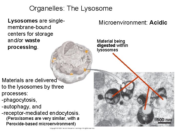 Organelles: The Lysosomes are singlemembrane-bound centers for storage and/or waste processing. Materials are delivered