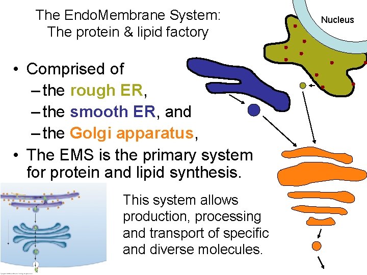 The Endo. Membrane System: The protein & lipid factory • Comprised of – the