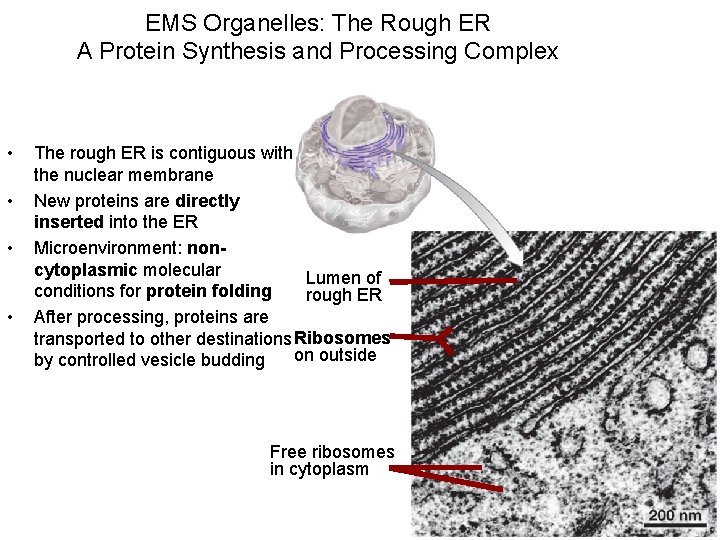 EMS Organelles: The Rough ER A Protein Synthesis and Processing Complex • • The