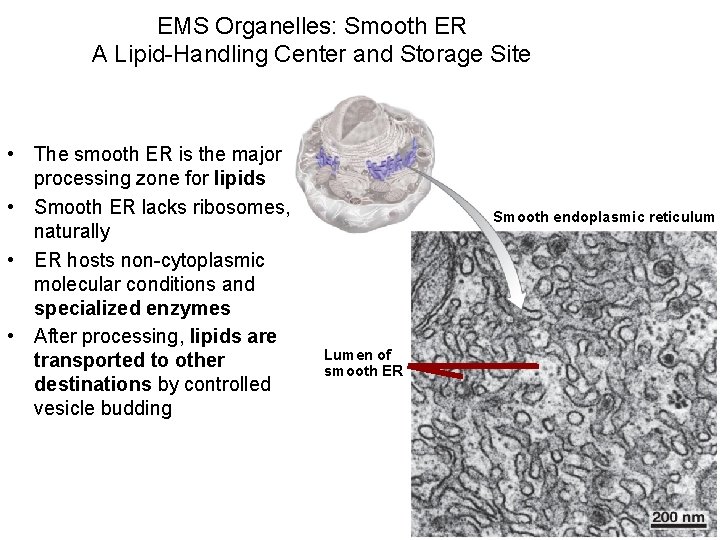 EMS Organelles: Smooth ER A Lipid-Handling Center and Storage Site • The smooth ER