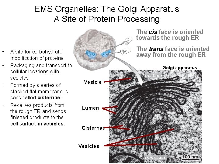 EMS Organelles: The Golgi Apparatus A Site of Protein Processing The cis face is