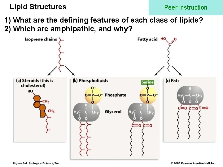 Lipid Structures Peer Instruction 1) What are the defining features of each class of