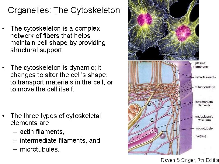Organelles: The Cytoskeleton • The cytoskeleton is a complex network of fibers that helps