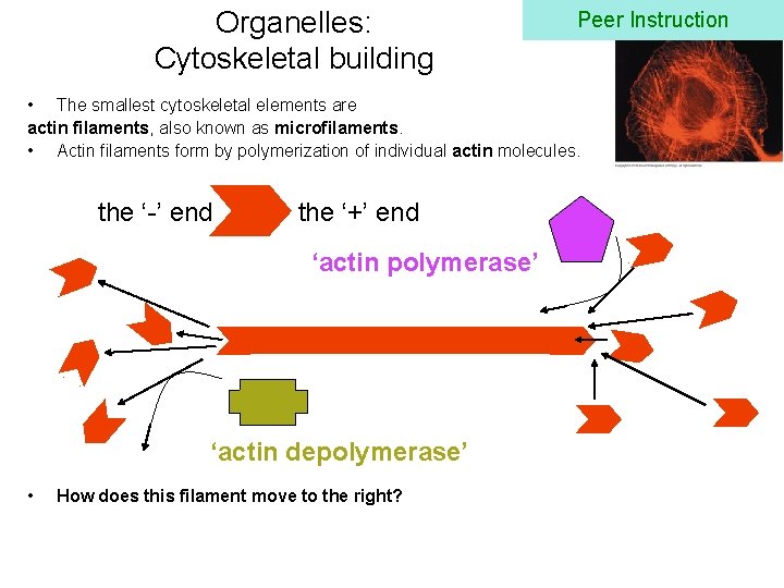 Organelles: Cytoskeletal building Peer Instruction • The smallest cytoskeletal elements are actin filaments, also