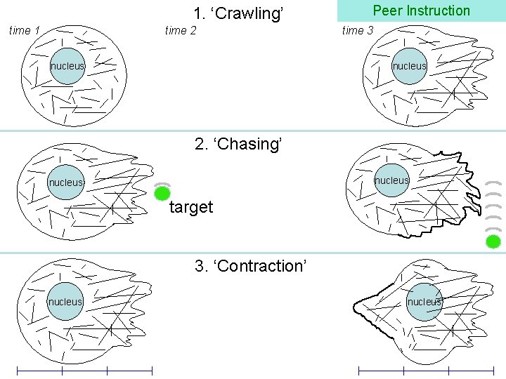 1. ‘Crawling’ time 1 time 2 nucleus Peer Instruction time 3 nucleus 2. ‘Chasing’