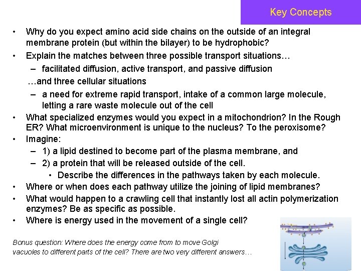Key Concepts • • Why do you expect amino acid side chains on the