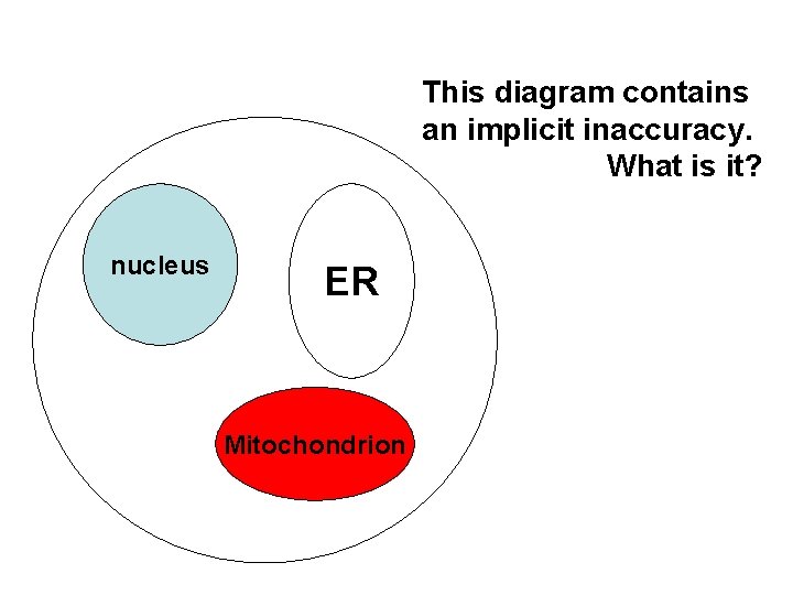 This diagram contains an implicit inaccuracy. What is it? nucleus ER Mitochondrion 