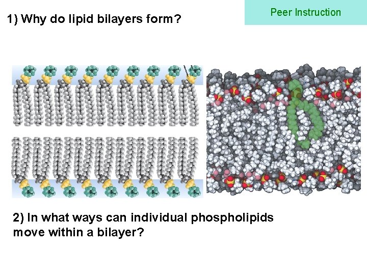 1) Why do lipid bilayers form? Peer Instruction 2) In what ways can individual