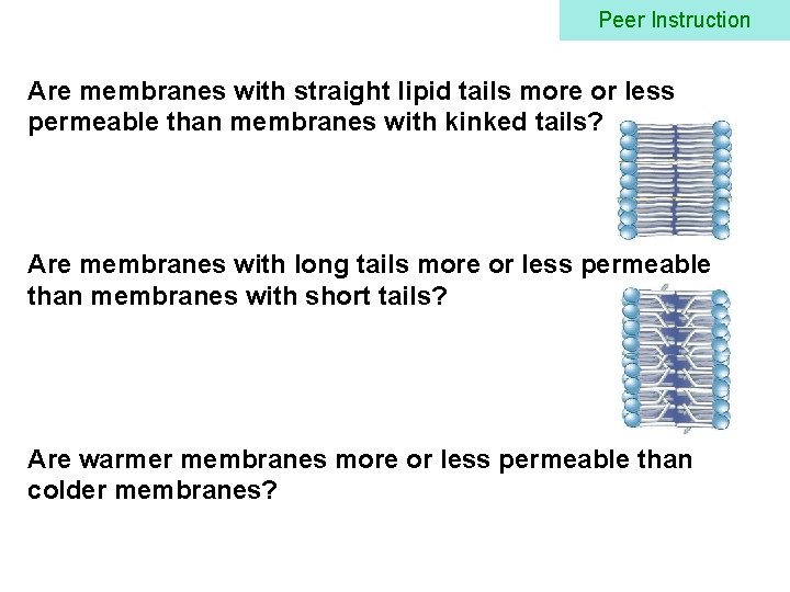 Peer Instruction Are membranes with straight lipid tails more or less permeable than membranes