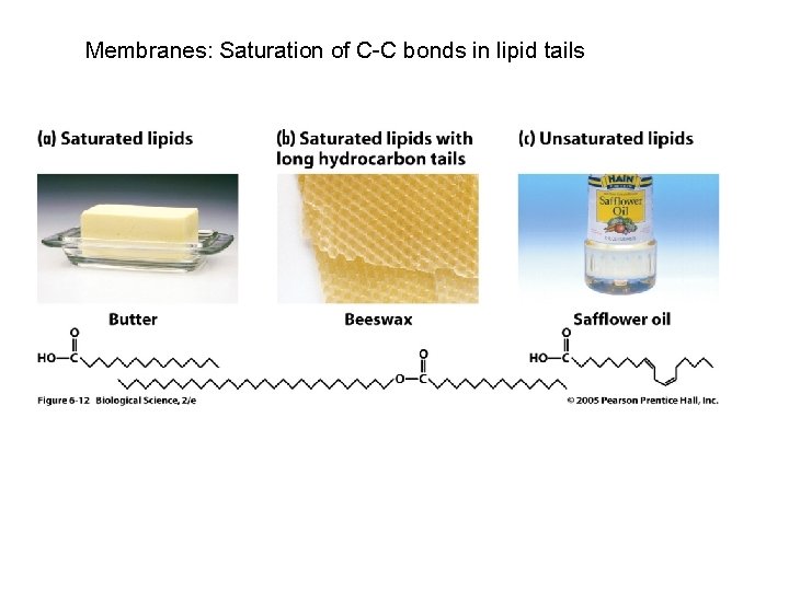 Membranes: Saturation of C-C bonds in lipid tails 