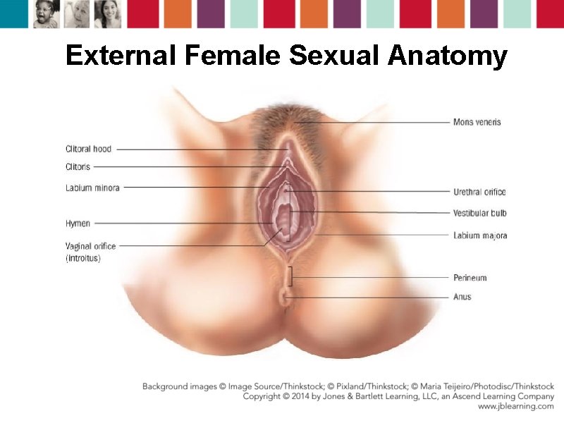 External Female Sexual Anatomy 