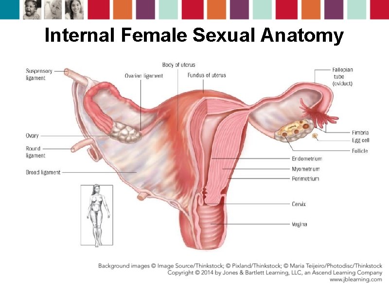 Internal Female Sexual Anatomy 