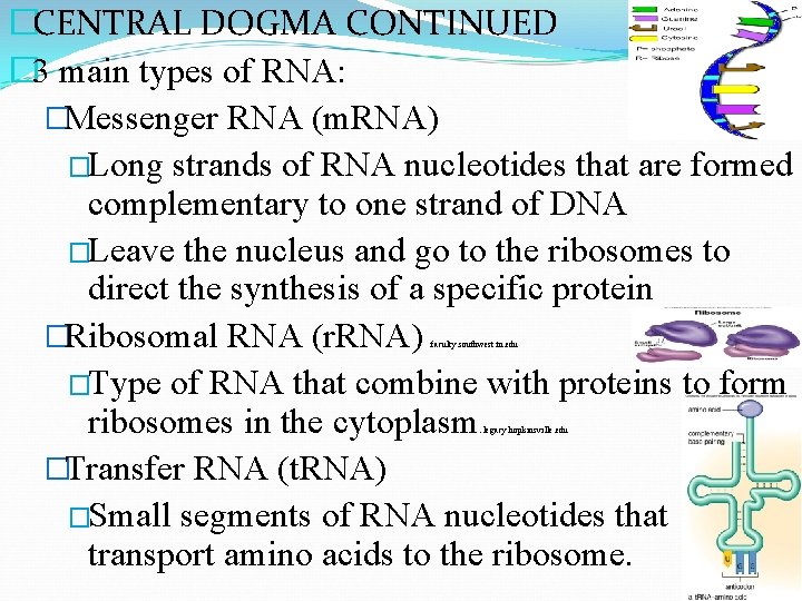 �CENTRAL DOGMA CONTINUED � 3 main types of RNA: �Messenger RNA (m. RNA) �Long