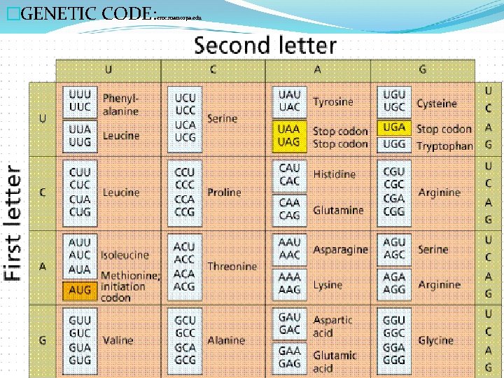 �GENETIC CODE: emc. maricopa. edu 