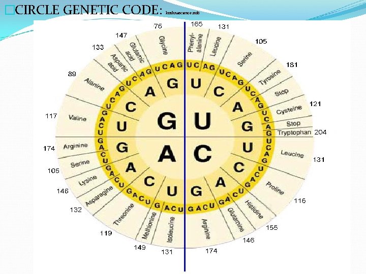 �CIRCLE GENETIC CODE: krishnascience. info 