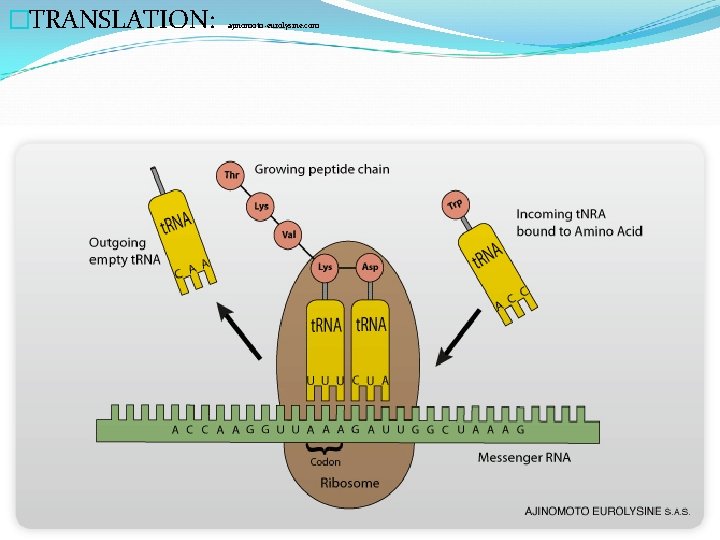 �TRANSLATION: ajinomoto-eurolysine. com 