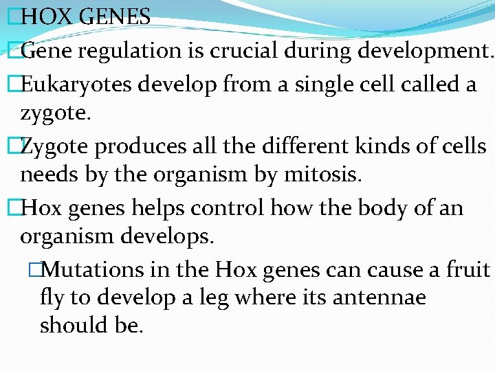 �HOX GENES �Gene regulation is crucial during development. �Eukaryotes develop from a single cell
