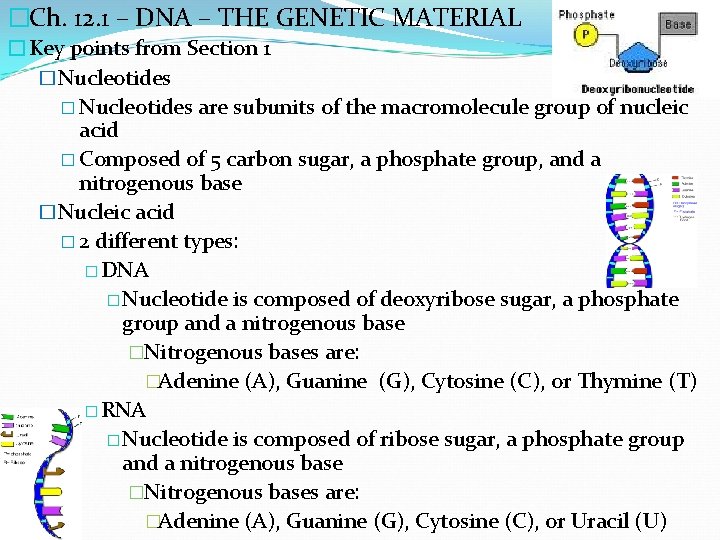 �Ch. 12. 1 – DNA – THE GENETIC MATERIAL �Key points from Section 1