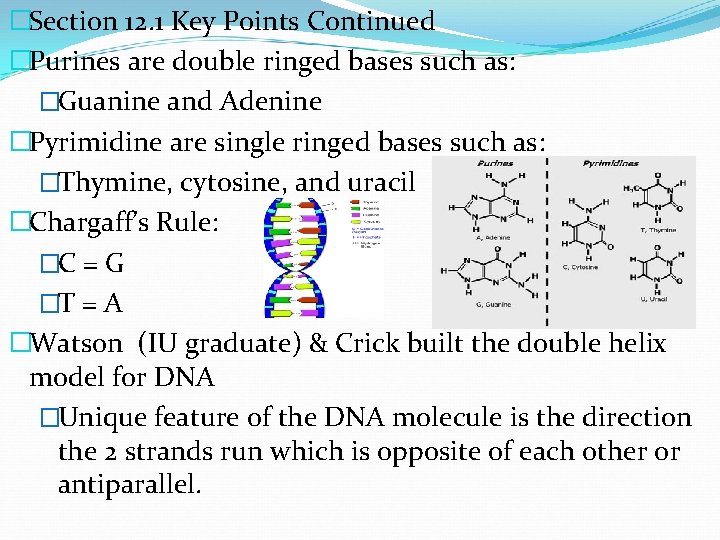 �Section 12. 1 Key Points Continued �Purines are double ringed bases such as: �Guanine