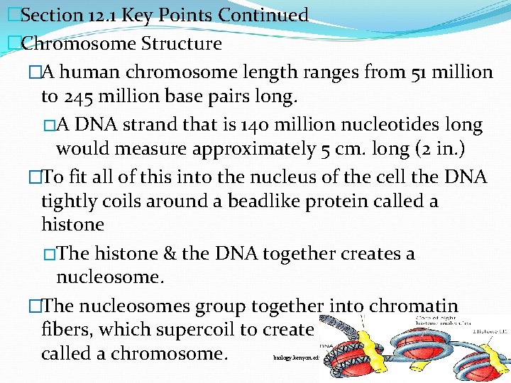 �Section 12. 1 Key Points Continued �Chromosome Structure �A human chromosome length ranges from