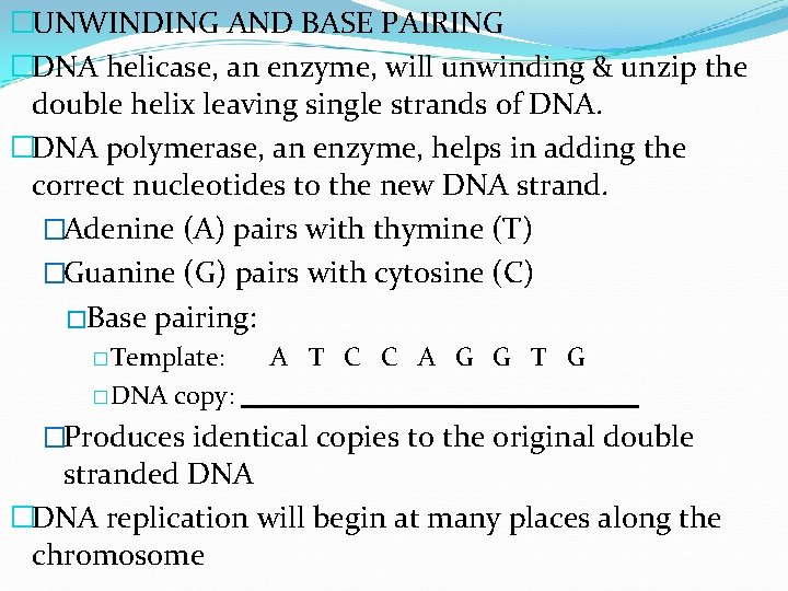 �UNWINDING AND BASE PAIRING �DNA helicase, an enzyme, will unwinding & unzip the double